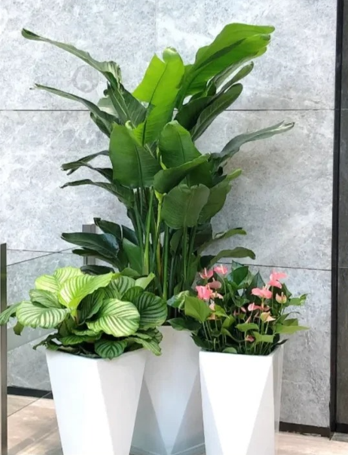 慈溪绿化养护成本控制-鄞州室内植物出租价格-余姚花木租摆-奉化绿植租摆布置风格